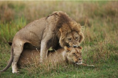 Aslanlar çiftleşme bir çift