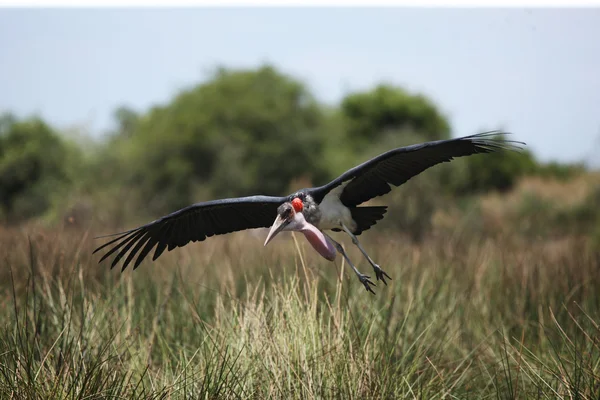 Marabú volando sobre hierba verde — Foto de Stock