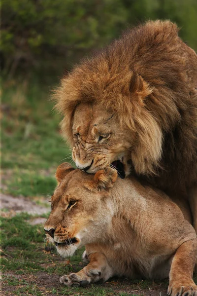 Une paire de lions d'accouplement — Photo
