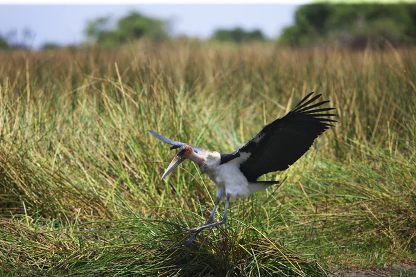 Garza gris en vuelo — Foto de Stock