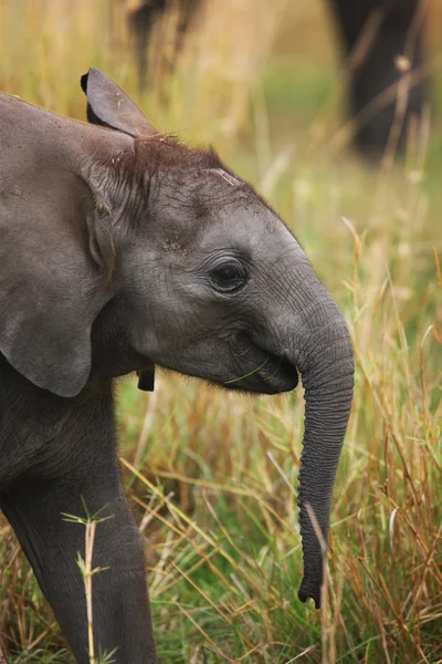 Un pequeño elefante en la sabana — Foto de Stock