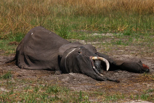 Un éléphant mort — Photo