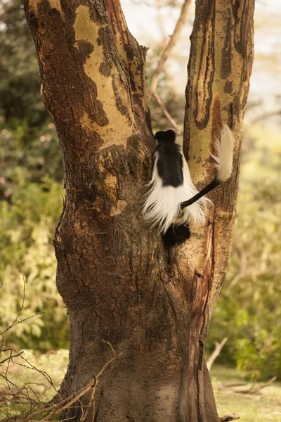 Affe sitzt auf einem Ast — Stockfoto