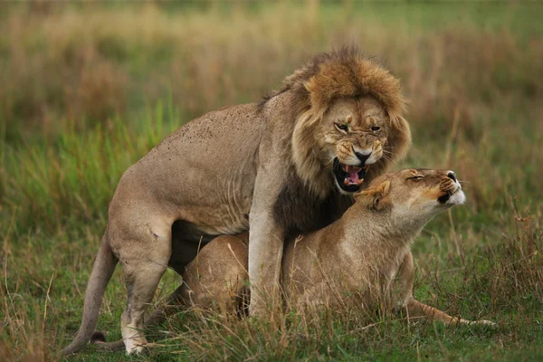 ライオンの交尾のペア — ストック写真