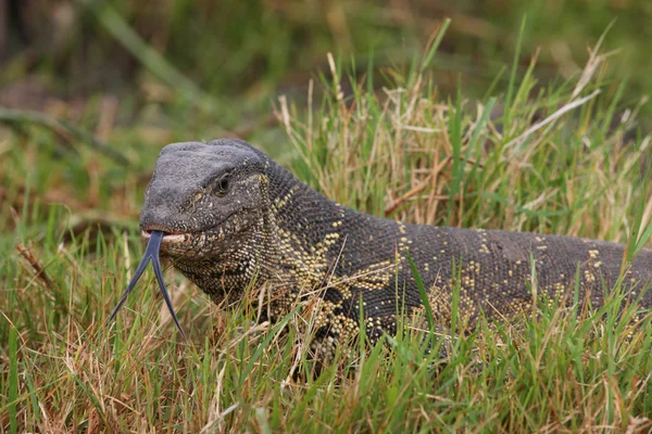 Dragón de Komodo - Monitor lagarto — Foto de Stock