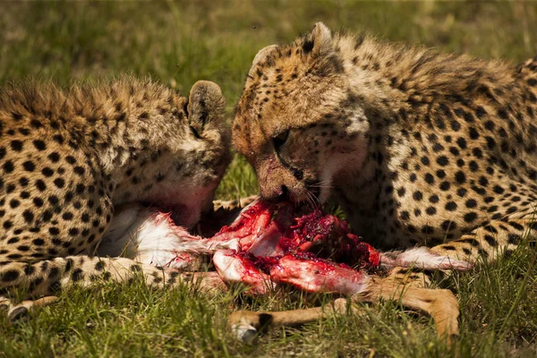 Geparden mit Tötungskampf — Stockfoto