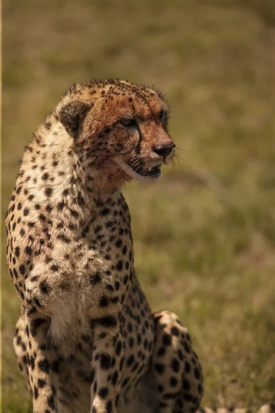Portrait of Sitting cheetah — Stock Photo, Image