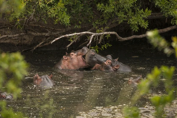 野生河马在水中 — 图库照片