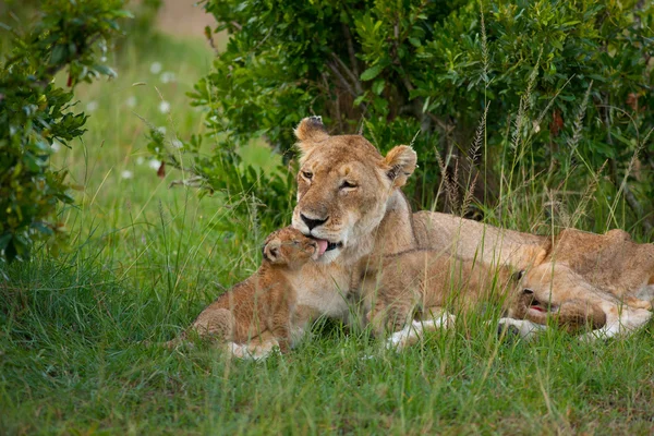 Lioness and her little lion cubs — Stock Photo, Image