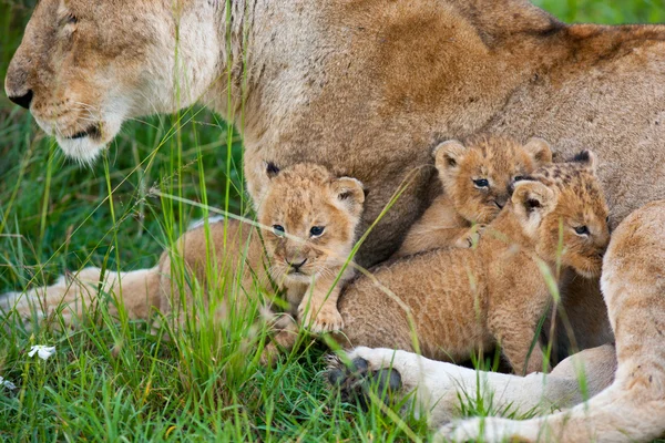 Lioness and her little lion cubs — Stock Photo, Image