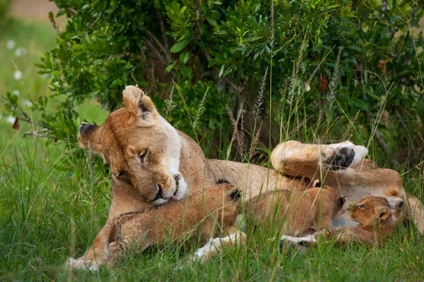 Leeuwin en haar kleine leeuwenwelpen — Stockfoto