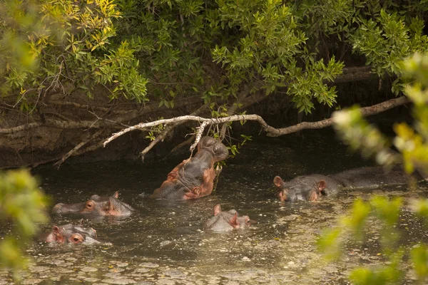 Hipopótamo salvaje en el agua — Foto de Stock