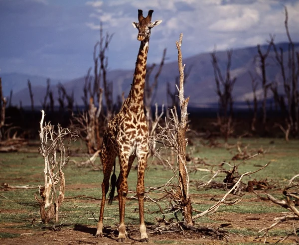 Giraffe auf Safari in freier Wildbahn — Stockfoto