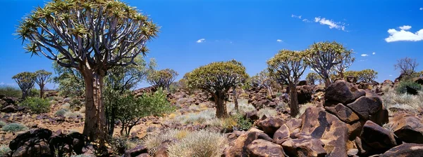 Árboles en el desierto de piedra — Foto de Stock