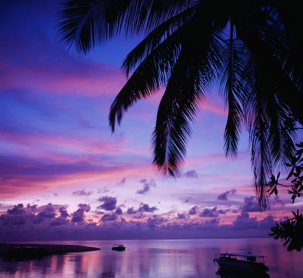 Coconut Palm tree — Stock Photo, Image