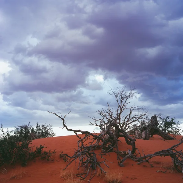 Árbol seco en el desierto de oro — Foto de Stock