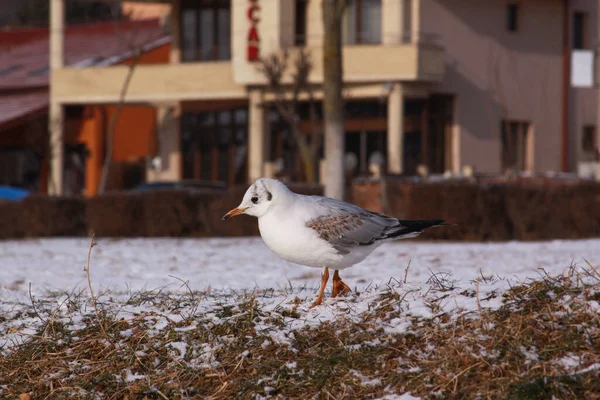 Gaviota Buscando Comida Invierno Con Nieve Pájaro Salvaje Invierno Frío —  Fotos de Stock