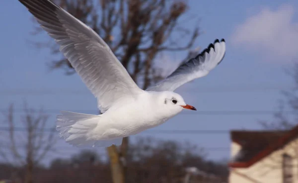 Black-headed gull in flight in cold winter in city. Wild bird in flight in cold winter. Flying black-headed gull in the air
