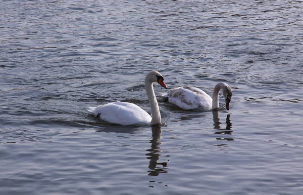 Par Cisnes Blancos Flotan Superficie Del Lago Aves Silvestres Invierno —  Fotos de Stock