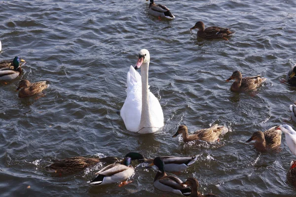 Cisne Blanco Rodeado Patos Superficie Del Lago Aves Silvestres Invierno —  Fotos de Stock