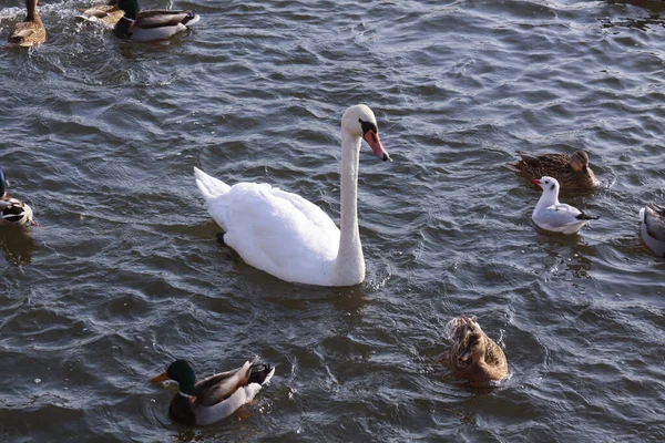 Cisne Blanco Rodeado Patos Superficie Del Río Aves Silvestres Invierno —  Fotos de Stock