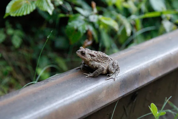 Tunnel of love.Frog-Princess. — Stock Photo, Image