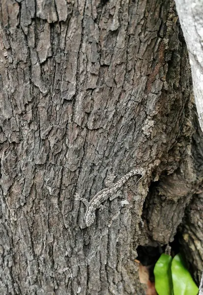 Tayland 'da bir ağaçta kertenkele