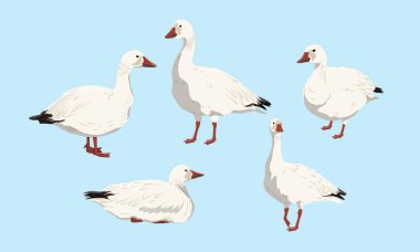 Free Free Snow Goose Svg 385 SVG PNG EPS DXF File