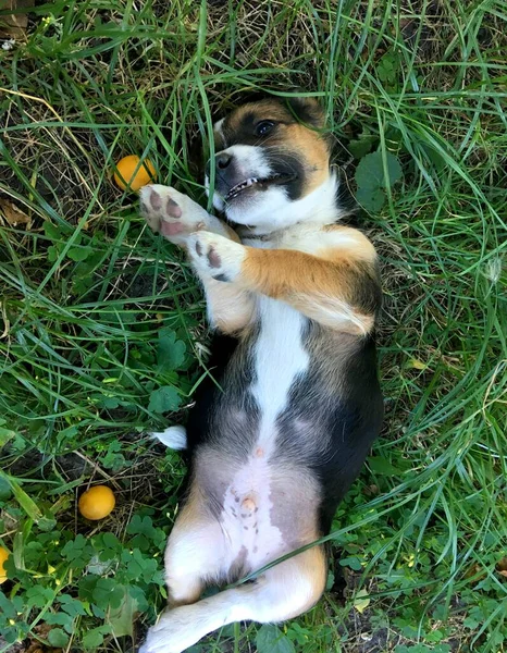 Little Puppy Lying Playing Grass Summer — Stock Photo, Image