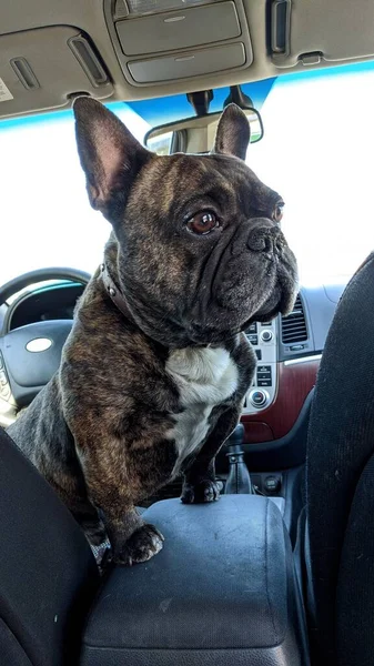 Perro Bulldog Francés Retrato Coche — Foto de Stock