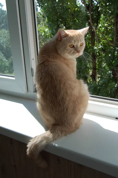 Gato Britânico Creme Sentado Uma Varanda Luz Solar Verão — Fotografia de Stock