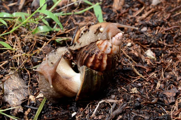 Grandes Caracóis Abraçando Grama Selva Zanzibar Close — Fotografia de Stock