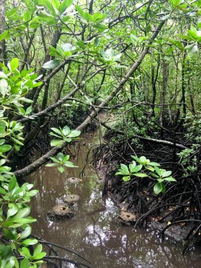 Zanzibar 'da ormandaki bir mangrov ormanında bitki ve gölet manzarası.