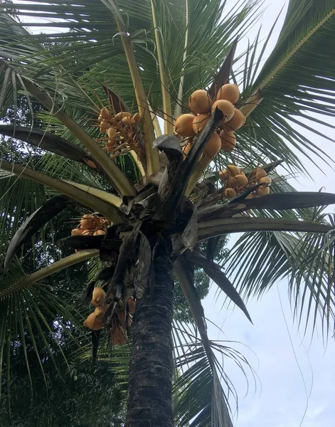 ザンジバルの果物とココナッツの木 — ストック写真