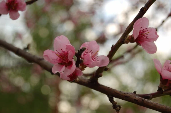 Flores Rosadas Frescas Árbol Frutal Primavera Una Rama Jardín —  Fotos de Stock