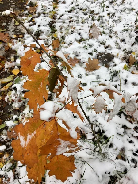 Foglie Autunnali Gialle Coperte Neve Nel Parco Primo Piano — Foto Stock