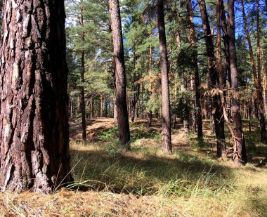 Sonbahar orman manzarası Ağaçlar ve çimenler gün ışığında