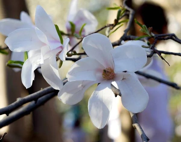 Flores Hermosas Blancas Frescas Parque Primavera Primer Plano Luz Del —  Fotos de Stock