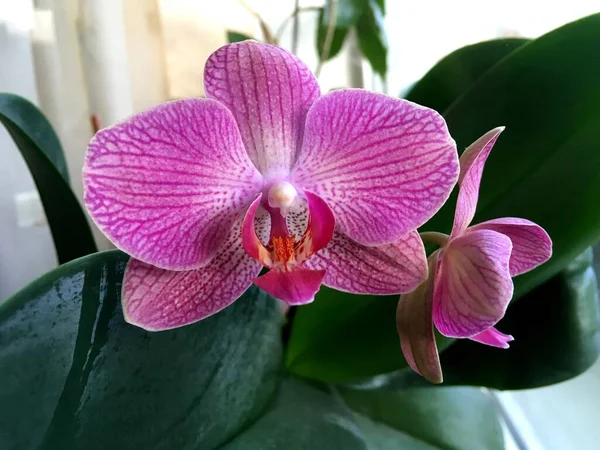 Fiori Freschi Luminosi Del Orchid Nell Interno Close — Foto Stock