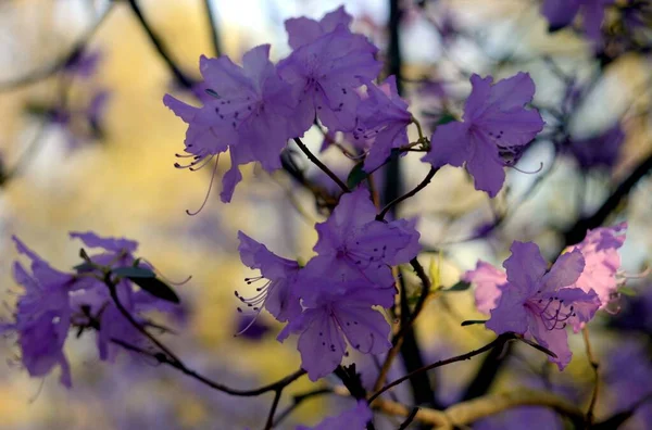 Flores Frescas Lila Parque Primavera Cerca —  Fotos de Stock