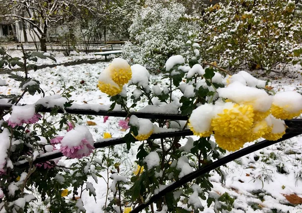 Città Fiori Paesaggistici Coperti Neve Autunno — Foto Stock