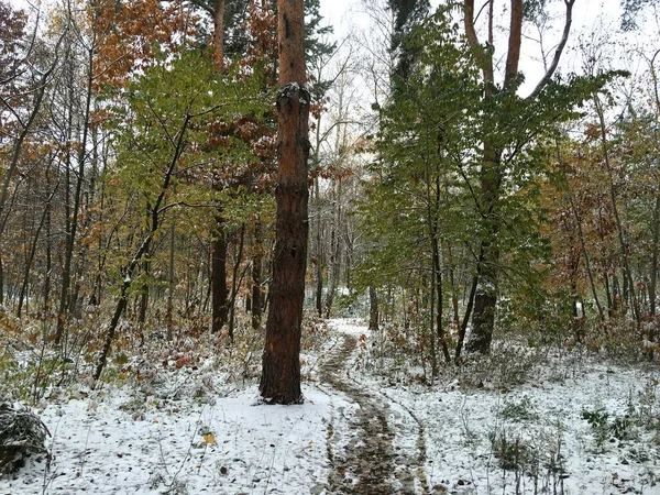 Зимний Парк Деревьями Снегом — стоковое фото