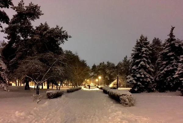 Вечірній Пейзаж Міським Парком Взимку — стокове фото