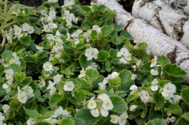 İlkbaharda çiçek açan taze beyaz çiçekler. 