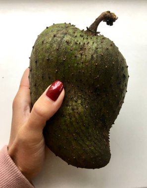 Taze yeşil egzotik guanabana meyvesi yakın plan kadın elinde. 