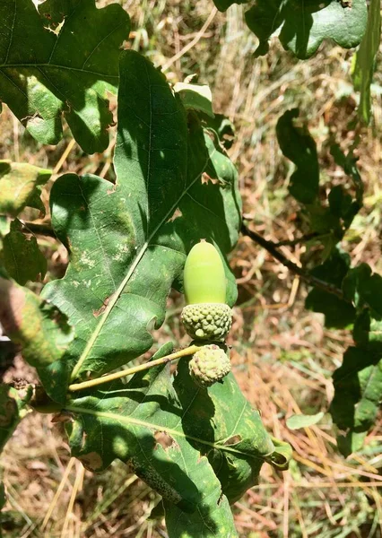 Green acorns fruits of oak on a tree branch in summer close-up