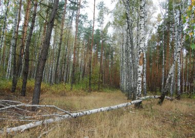 Devrilmiş ağaçlı sonbahar ormanı manzarası 