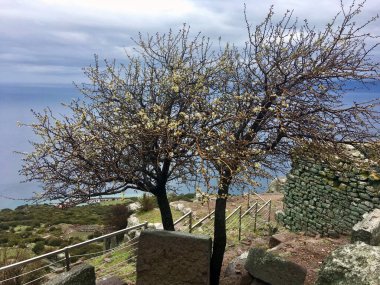Türkiye 'de bir dağda ağaçlarla kaplı bahar manzarası 