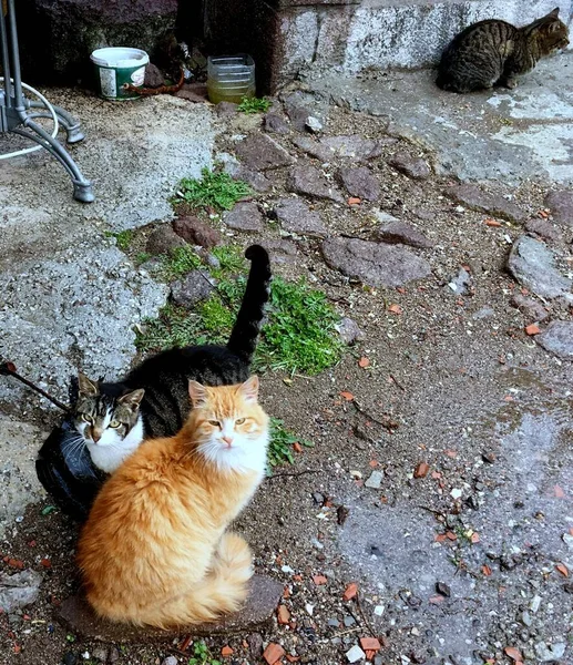 Két Macska Egy Rusztikus Udvaron Földön Törökországban Tavasszal — Stock Fotó