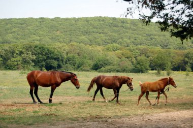 Bir grup at yazın köyde bir tarlada. 
